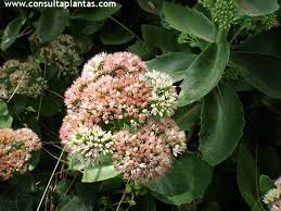 Attēlu rezultāti vaicājumam “Hylotelephium maximum flower”