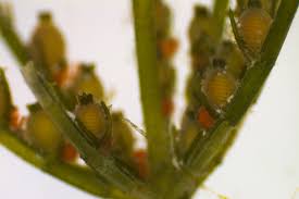 Attēlu rezultāti vaicājumam “Chara globularis”