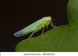 Attēlu rezultāti vaicājumam “Empoasca sp.”