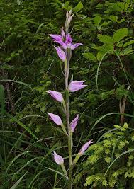 Attēlu rezultāti vaicājumam “Cephalanthera rubra flower”