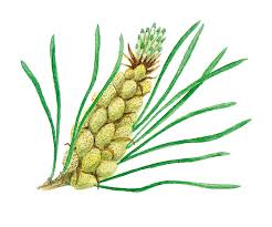 Attēlu rezultāti vaicājumam “Pinus sylvestris male flower”