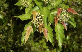 Attēlu rezultāti vaicājumam “Acer tataricum subsp. ginnala bud”