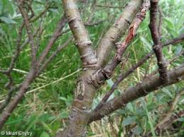 Attēlu rezultāti vaicājumam “Salix lapponum leaf”