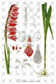 Attēlu rezultāti vaicājumam “Gladiolus imbricatus fruit”
