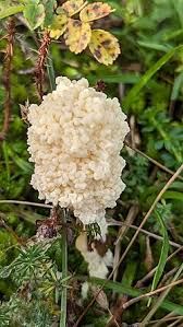 Attēlu rezultāti vaicājumam “Didymium spongiosum macro”