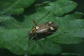 Attēlu rezultāti vaicājumam “Rhabdomiris striatellus”