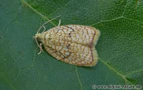 Attēlu rezultāti vaicājumam “Acleris forsskaleana”