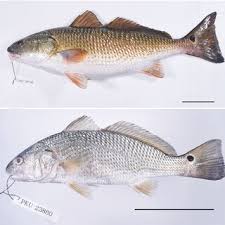 Image result for Sciaenops ocellatus