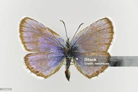 Attēlu rezultāti vaicājumam “Plebejus idas”