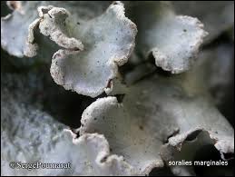 Attēlu rezultāti vaicājumam “Cetrelia sp.”