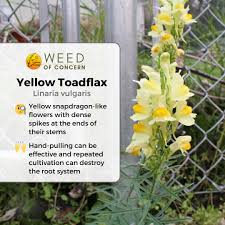 Image result for Linaria vulgaris