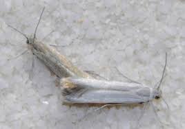 Attēlu rezultāti vaicājumam “Scythrididae”