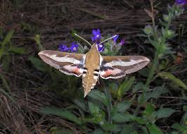 Attēlu rezultāti vaicājumam “Hyles gallii imago”