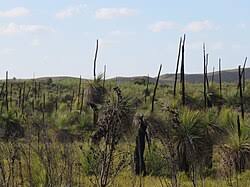Attēlu rezultāti vaicājumam “Xanthorrhoeaceae”