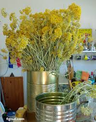 Attēlu rezultāti vaicājumam “Helichrysum arenarium”