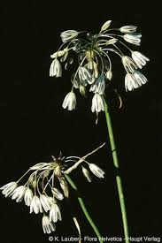 Attēlu rezultāti vaicājumam “Allium oleraceum flower”