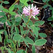 Attēlu rezultāti vaicājumam “Trifolium medium leaf”