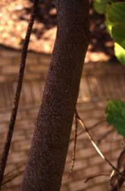 Attēlu rezultāti vaicājumam “Lepidosaphes ulmi imago”