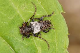 Attēlu rezultāti vaicājumam “Pogonocherus hispidulus”