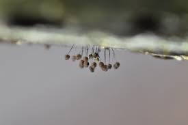 Attēlu rezultāti vaicājumam “Comatricha nigra macro”