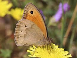 Attēlu rezultāti vaicājumam “Maniola jurtina female”