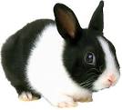 Black and white rabbit