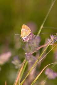 Attēlu rezultāti vaicājumam “Lycaena virgaureae male”
