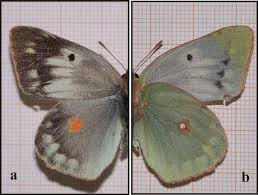 Attēlu rezultāti vaicājumam “Coenonympha glycerion underside”