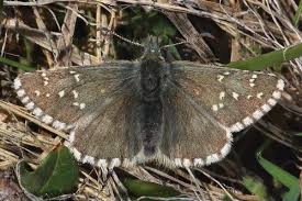 Attēlu rezultāti vaicājumam “Pyrgus alveus upperside”