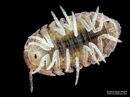 Attēlu rezultāti vaicājumam “Euura brevicornis”