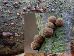 Attēlu rezultāti vaicājumam “Cribraria piriformis stalked”