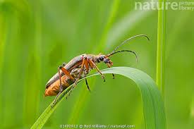 Attēlu rezultāti vaicājumam “Stenocorus meridianus”