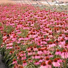 Attēlu rezultāti vaicājumam “Echinacea purpurea flower”