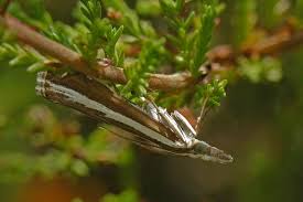 Attēlu rezultāti vaicājumam “Catoptria fulgidella”