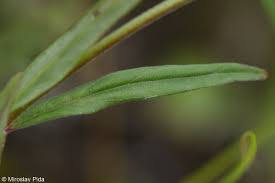 Attēlu rezultāti vaicājumam “Epilobium palustre fruit”