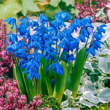 Attēlu rezultāti vaicājumam “Scilla siberica”