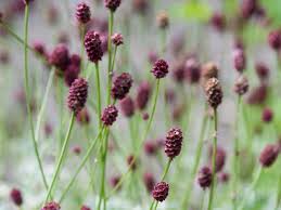 Attēlu rezultāti vaicājumam “Sanguisorba officinalis”