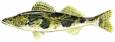 Image result for Sander canadensis/vitreus