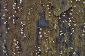 Attēlu rezultāti vaicājumam “Phleogena faginea young”