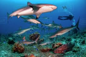 Image result for Carcharhinus perezii