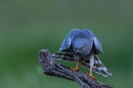 Attēlu rezultāti vaicājumam “Circus pygargus”