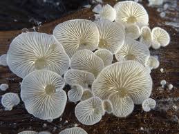 Attēlu rezultāti vaicājumam “Crepidotus versutus”