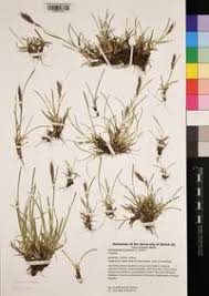 Attēlu rezultāti vaicājumam “Helictotrichon pratense”