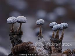 Attēlu rezultāti vaicājumam “Physarum album”