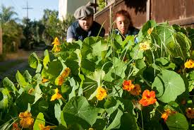 Attēlu rezultāti vaicājumam “Tropaeolum majus fruit”
