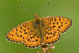Attēlu rezultāti vaicājumam “Boloria titania underside”