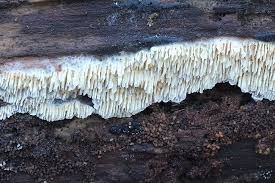 Attēlu rezultāti vaicājumam “Ceriporiopsis aneirina”