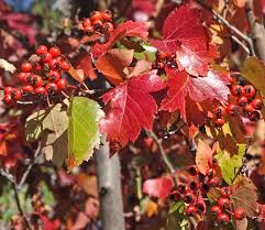 Attēlu rezultāti vaicājumam “Crataegus”