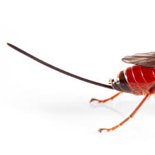 Attēlu rezultāti vaicājumam “Ichneumonidae imago”