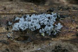 Attēlu rezultāti vaicājumam “Badhamia lilacina var. megaspora sessile”